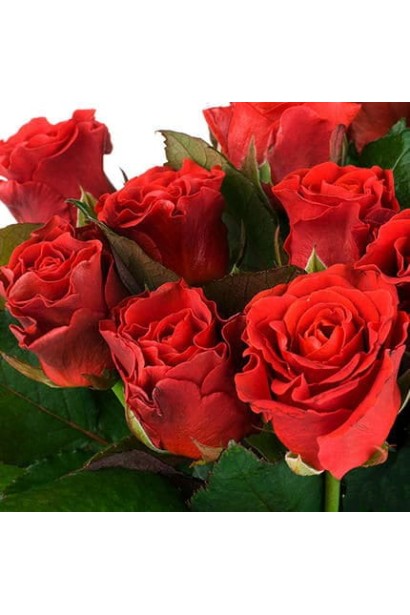 Великі махрові квітки сорту Ельторро